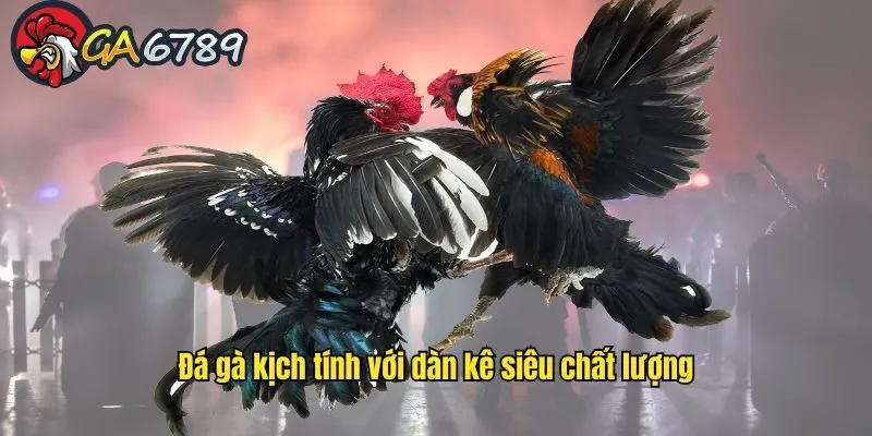 Đá gà kịch tính với dàn kê siêu chất lượng